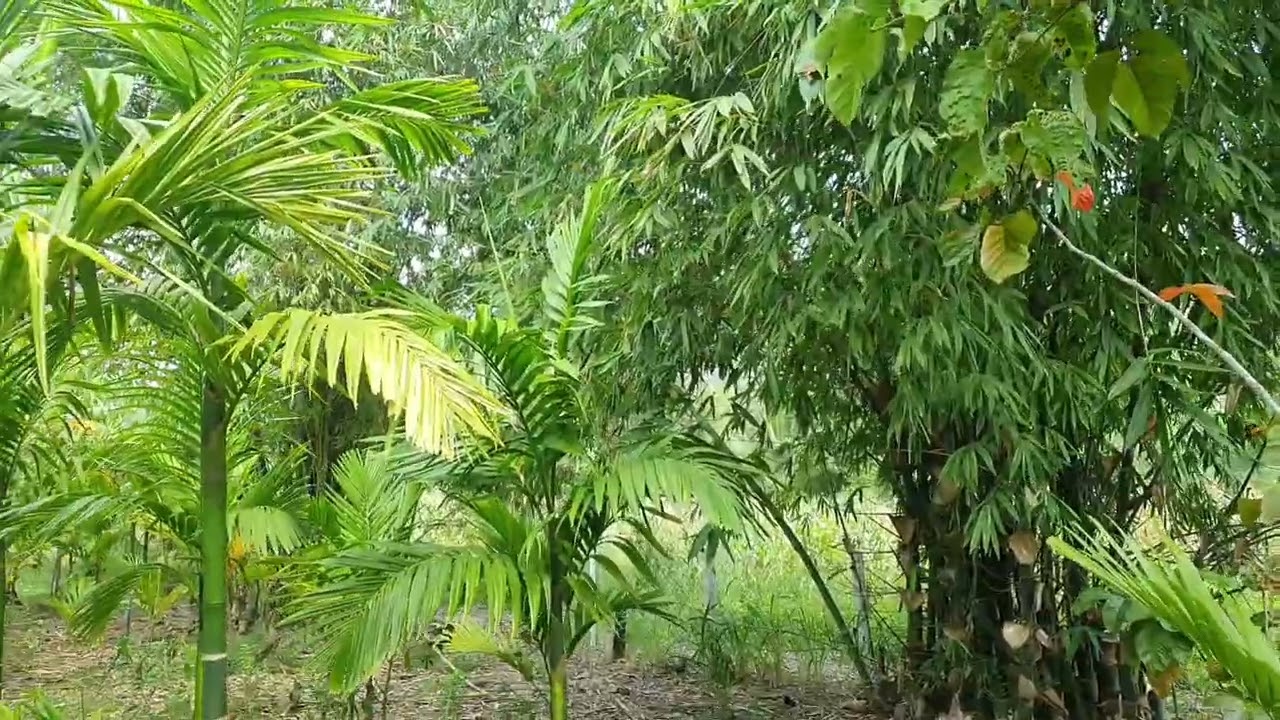 က့ၤဟးလၢယိၤကီၢ််(အကူၥ်၂)