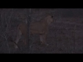 September 24, 2016 - (Part 2) WildEarth Safari  PM drive  (Nkuhumas Kill Buffalo)