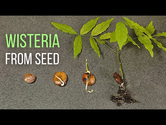 How to grow Wisteria from seed - YouTube