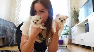 видео: VLOG: ЩЕНКИ ЧИХУАХУА И МЫ! картинка: VLOG: ЩЕНКИ ЧИХУАХУА И МЫ!