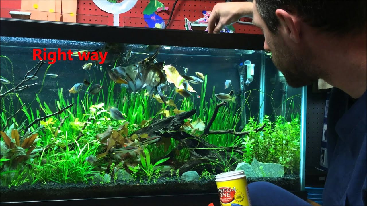 How to feed your fish-Right Way vs Wrong Way episode:10