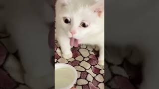 #Shorts funny animal videos graciosos de animales funny cat Gatos graciosos