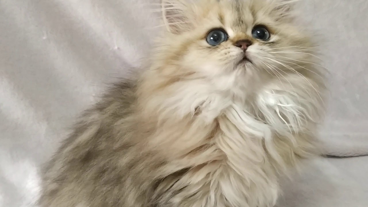 Персидская Шиншилла Кошка Фото