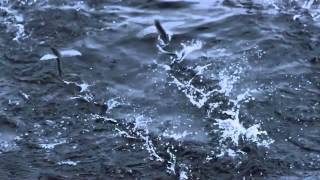 Flying Fish 2013 [ SUPER SLOW MOTION ]