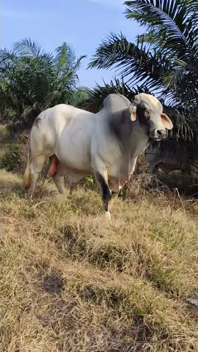 Sapi paling besar di felda malaysia(2)