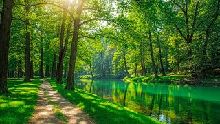 картинка: Красивая расслабляющая музыка 🌿 Музыка для снятия стресса и избавления от лишних мыслей