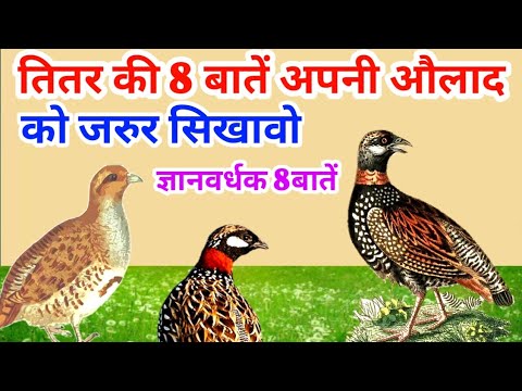 वीडियो: क्या तीतर परिवार एक वास्तविक गायन समूह था?