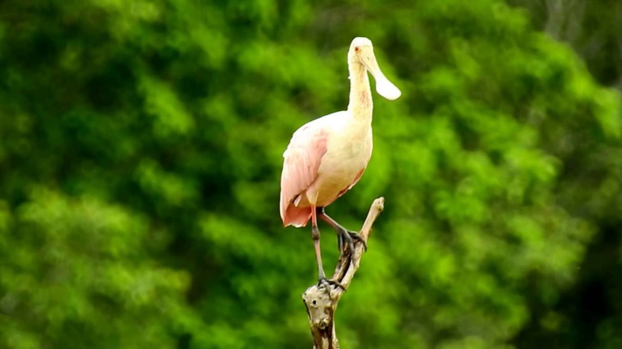 COLHEREIRO (PLATALEA AJAJA), ROSEATE SPOONBILL, Ave de região alagada ...