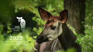 2023 Year in Review - Okapi Conservation Project