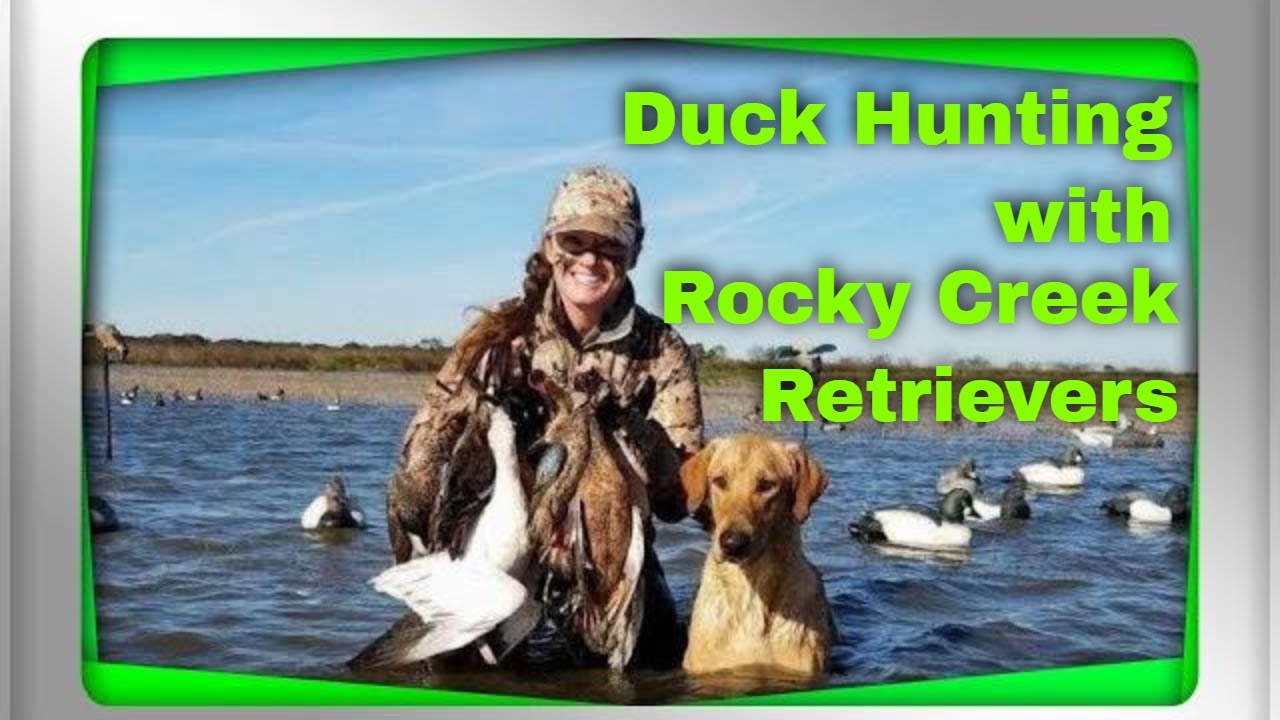 rocky creek retrievers