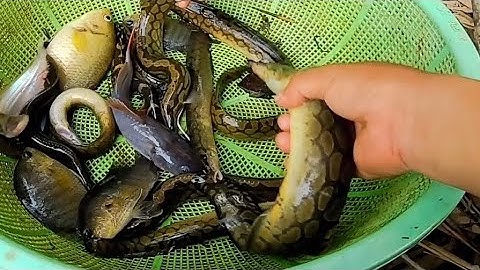 Câu cá chạch ven bờ sông vào mùa toàn cá mập mập 