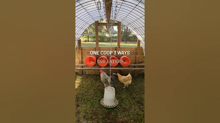 The Best Chicken Tractor 🐔