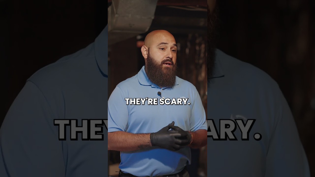 Why are spiders attracted to my house? 🕷️🕸️  | Spider Control in Monmouth County NJ  | Agile Pest