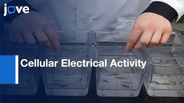 Cellular Electrical Activity Visualization in Embryos and Tumors | Protocol Preview