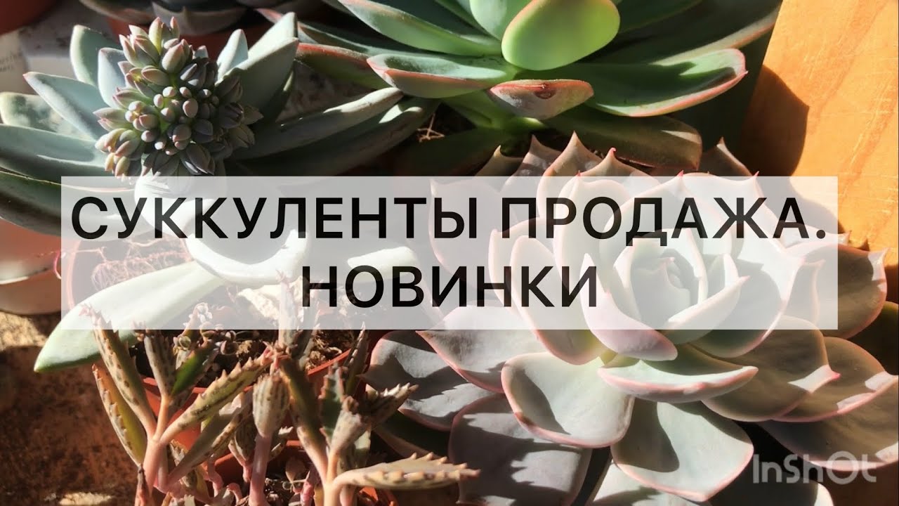 Продажа суккулентов. Новый привоз. Сентябрь 2022