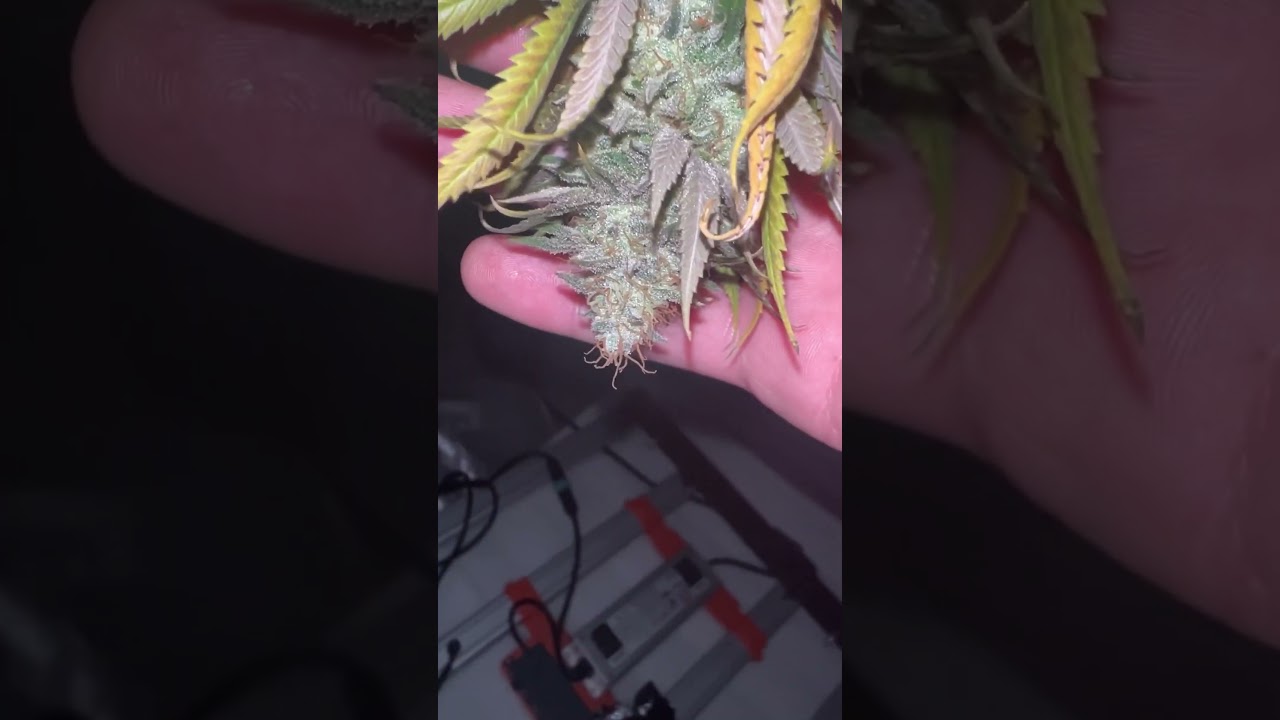 Zombie kush from ripper seeds! Phenomenal strain. Earthy dank notes!