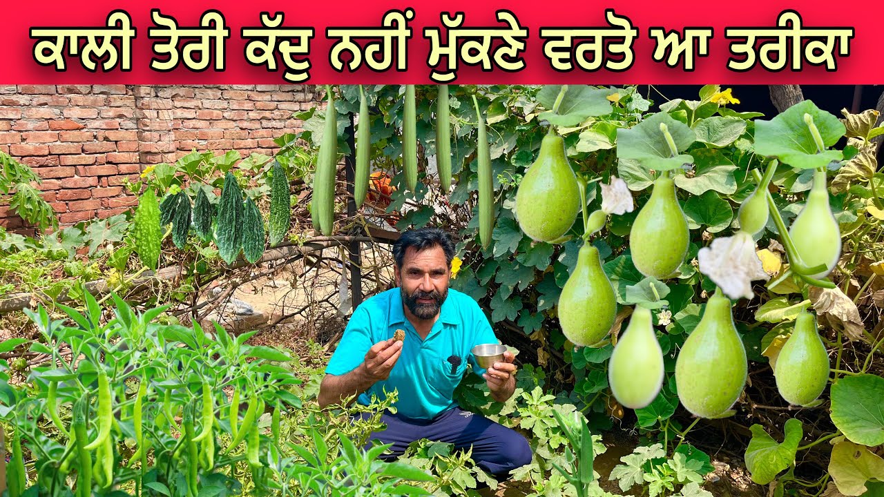 ਕਾਲੀ ਤੋਰੀ ਕੱਦੂ ਨਹੀ ਮੁੱਕਣੇ ਕਰਲੋ ਆ ਕੰਮ | punjabi Best Vlog video | punjabi Latest Vlog 2025