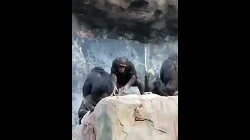 شمبانزي يرمي الحجار على السائحين وجاه الرد من الوالد 