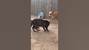 Danger by the Swim Ring as Mother Cat Fights Python to Protect Her Young