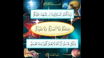 سورة فصلت الآية ( 22 )