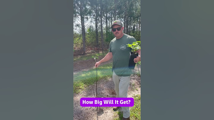 How Big Can a Fig Tree Get?