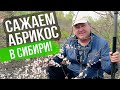Как посадить абрикос в Сибири. Проверенный способ от Сергея Полякова