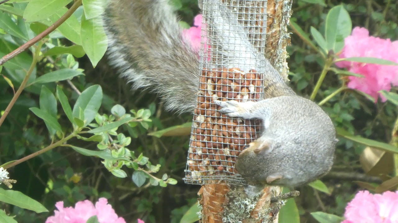 Grey Squirrel Bird Feeder Cottage Garden Scone By Perth Perthshire