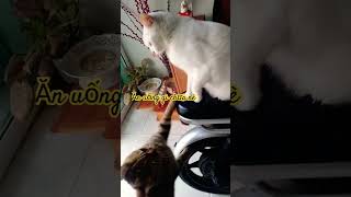 Ăn uống gì chưa nè #chibatv #happy #cat #xuhuongyoutube #clipvui #meo #catlover #mèo
