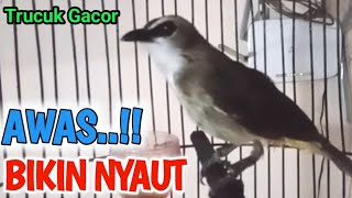 TRUCUKAN GACOR ROPEL PANJANG Perangsang bunyi burung trucuk trucukan agar cepat bunyi