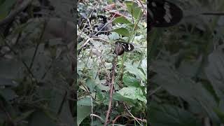 Mariposa Actinote y oruga en su planta nutricia Mariposera Austroeupatorium inulifolium