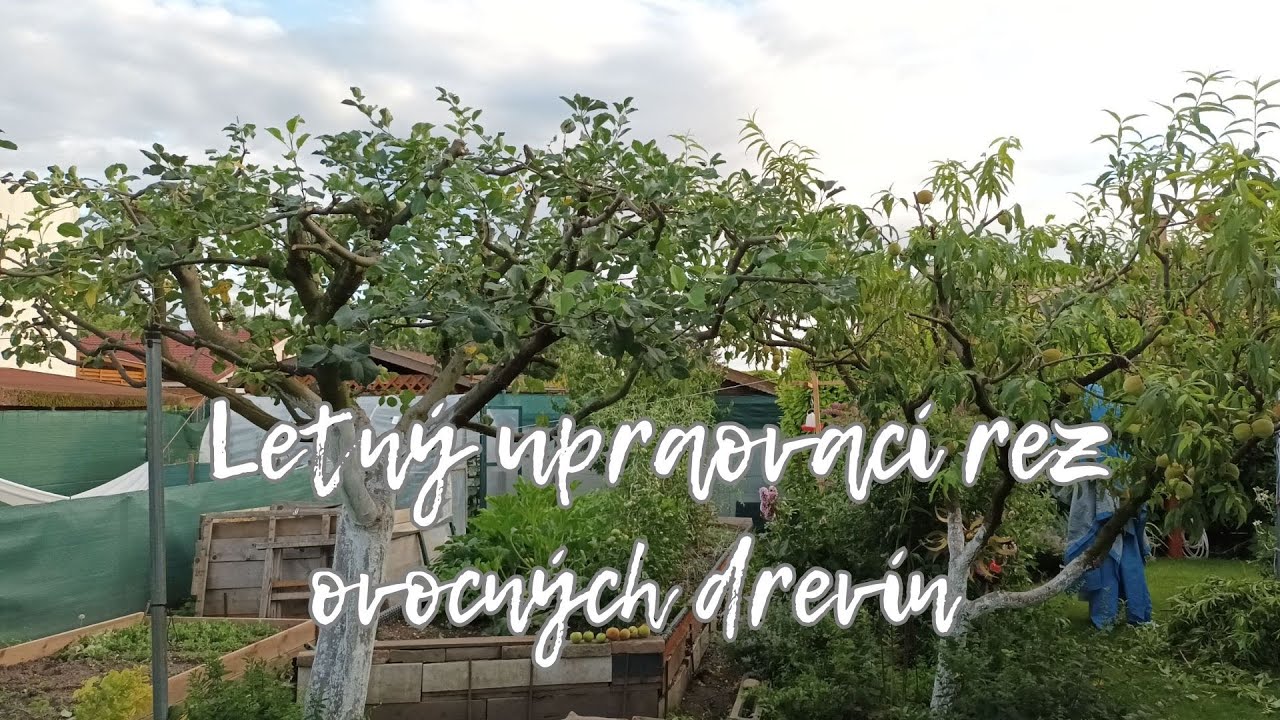 Letný upravovací rez ovocných drevín