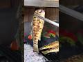 شويه سمك مشوى على الفحم عالم الطبخ Chefarekelkady مشويات فحم سمك 