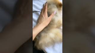 Thalia le corta el pelo a su Perro
