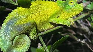 Searching for Jackson's Chameleons in Maui - February 2022