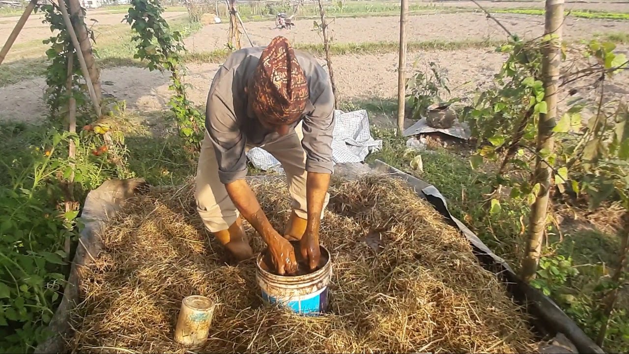 वेष्ट डिकम्पोजर बाट शुपर पावरफुल कम्पोस्ट मल कसरी बनाउने !!