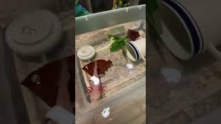 Fungus Treatment With Indian Almond Leaf Ial, Tubbing Axolotl