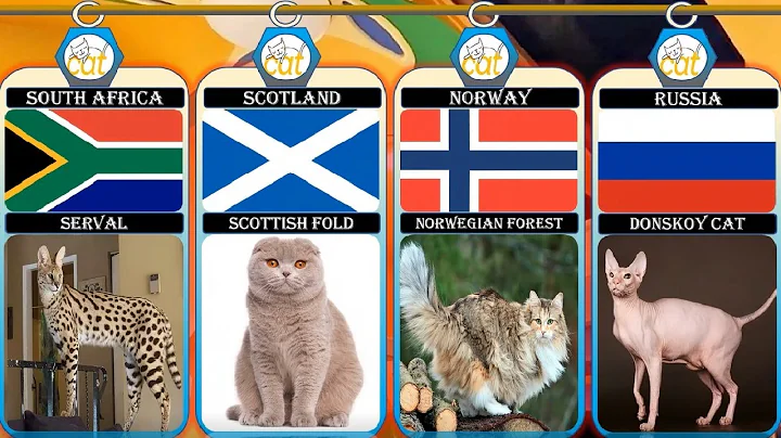 Watch the video about The Ultimate Collection of Cat Breeds from Different Countries