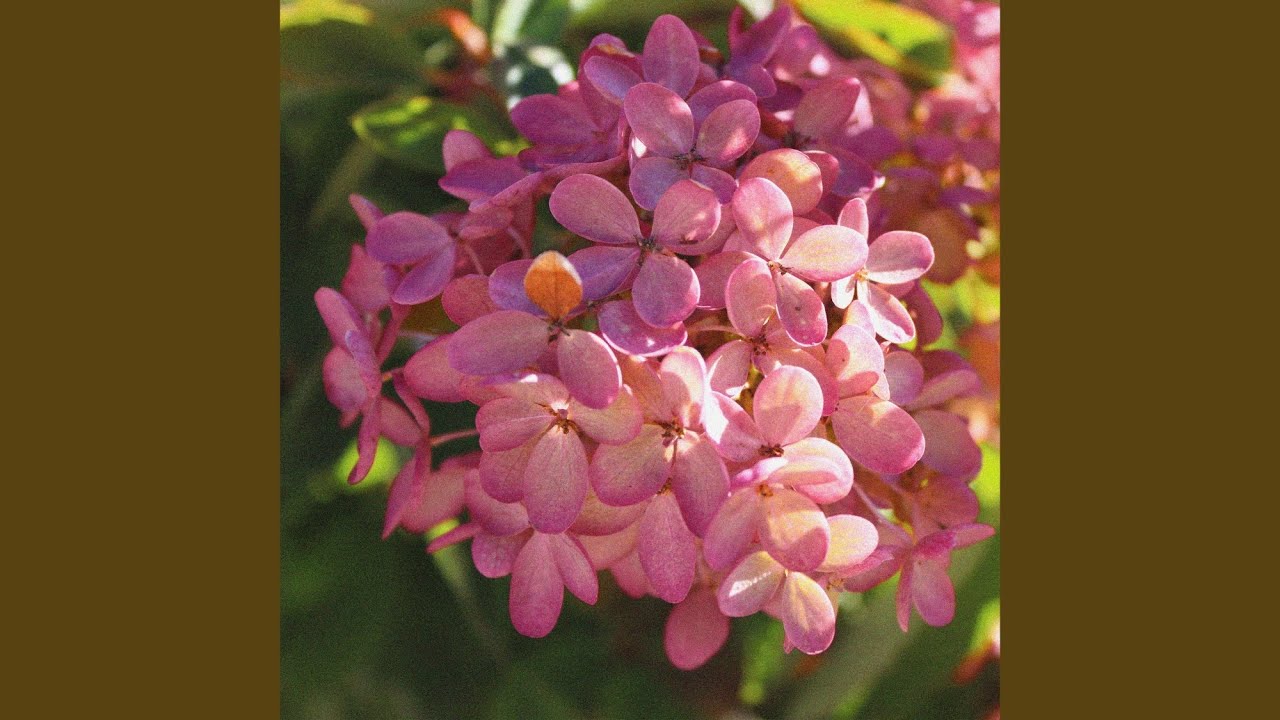 HYDRANGEAS bekijken op YouTube HYDRANGEAS bekijken op YouTube