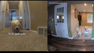 My Den Retrievers Do The Invisible Challenge