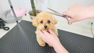 What happens during the grooming of a lively and peopleloving Toy Poodle?