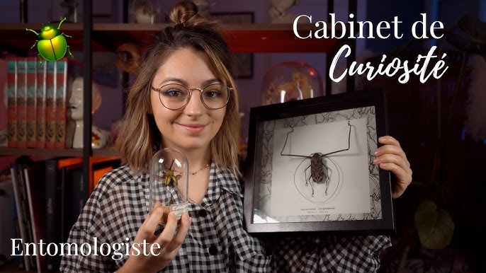 Cabinets de curiosités, une passion sous l'Ancien Régime