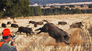 UNBELIEVABLE CROWDS! Invasion Giant Wild Boar - Fight a Herd of Giant Wild Boars