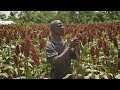 Drought Tolerant Crops give hope to Kenyan farmers: Martin Lumala's Story