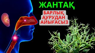 Жантақ өсімдігінің емдік қасиеті | Өт, гайморит, бауыр АУРУЛАРЫНЫҢ EMI! Жантақтың пайдасы