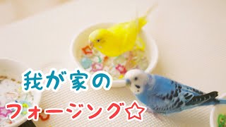 【セキセイインコ】我が家のフォージング　Budgerigar Forging