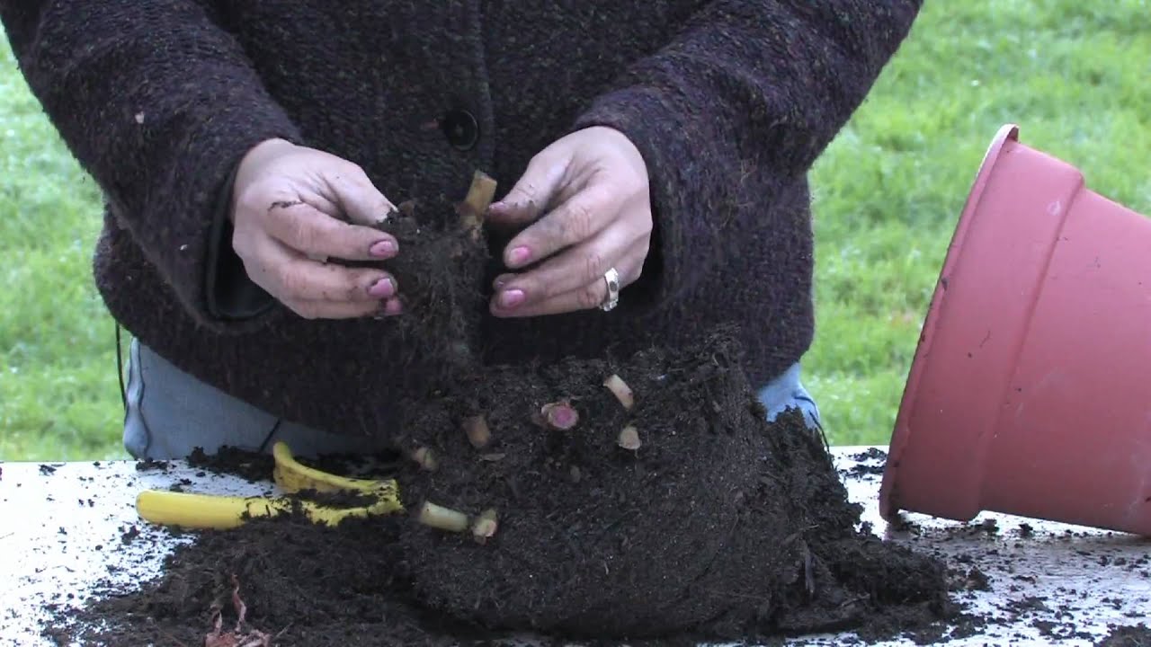 How do you winterize begonias?