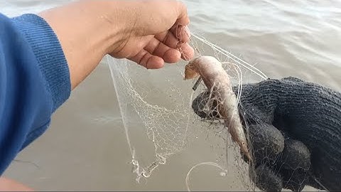 Tập 3 _ Giăng Lưới Cá Đồng Mùa Nước Nổi Dính Đủ Loại Cá Nhìn Thấy Mê @gocnhoquetui5643