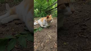 #kitty