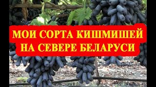 Мои сорта кишмишей на севере Беларуси // My grape varieties without seeds in the north of Belarus