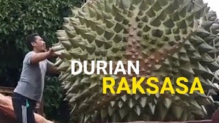 Durian Terbesar. Durian Raksasa!!!